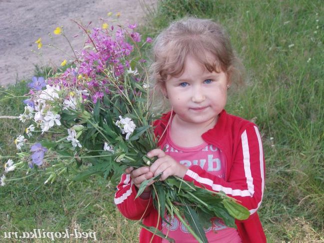 Польові квіти