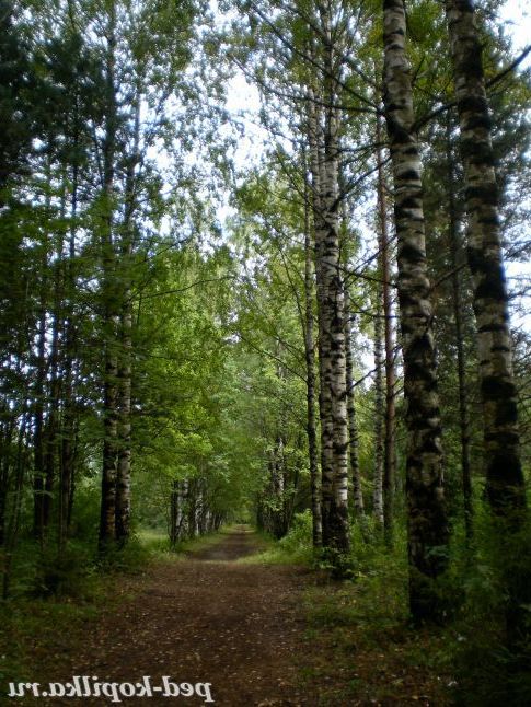 Літо в дендрарії.