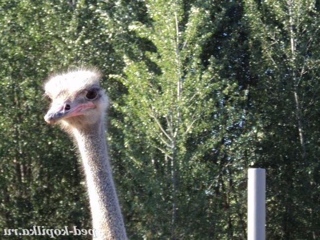 Цікавий страус