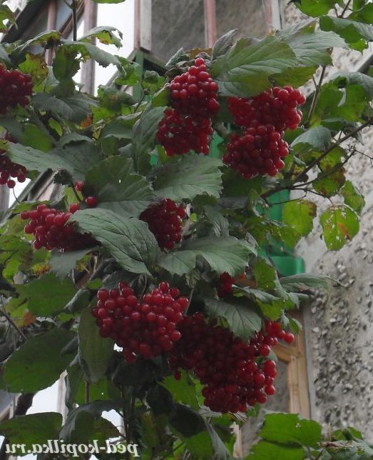 Ягода калина