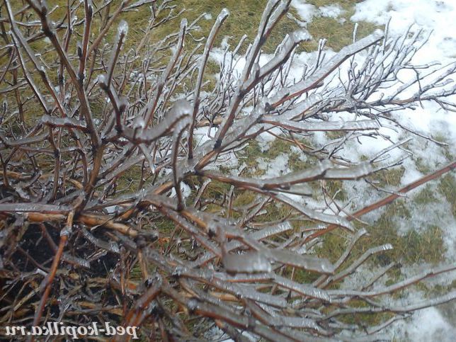 Прикрасила зима