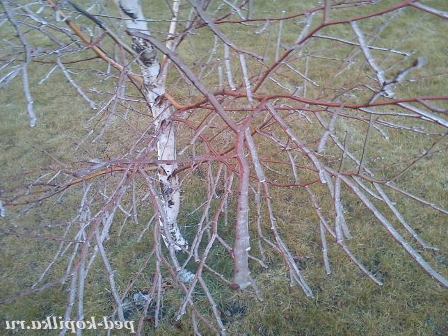 Крижана берізка