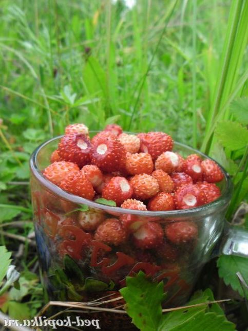 землямика в гуртку