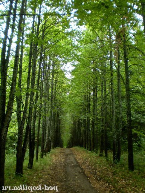 У дендрарії.