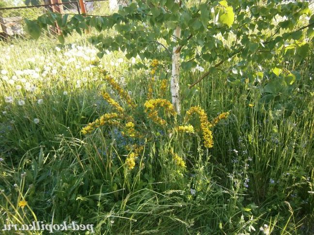 Уральське літо