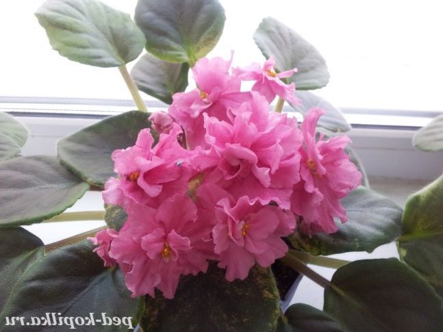 Фіалки. Фото