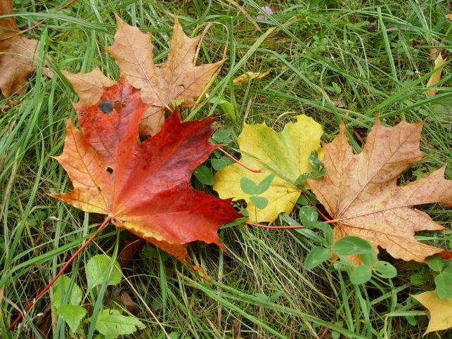 Осіннє листя