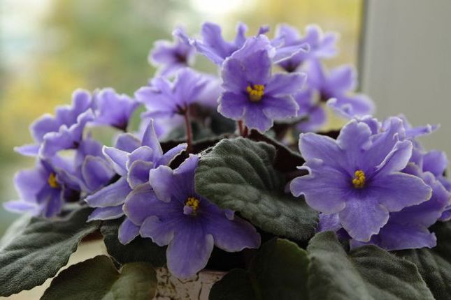 Фіалки. Фото