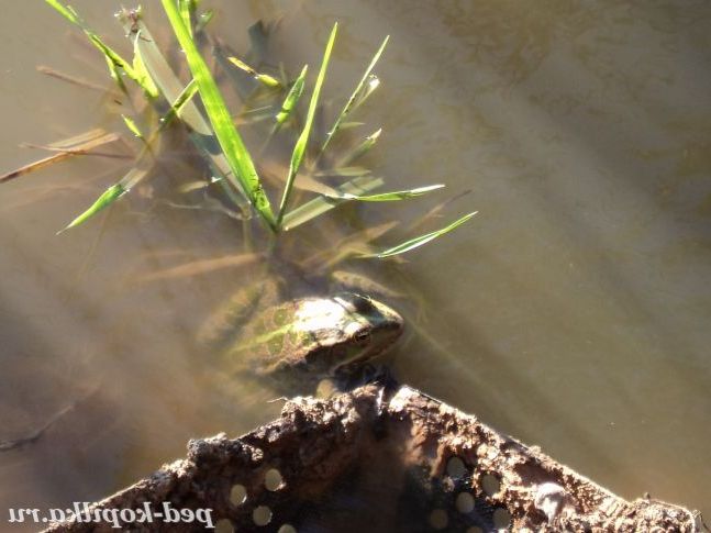 Жаба - скрекотуха