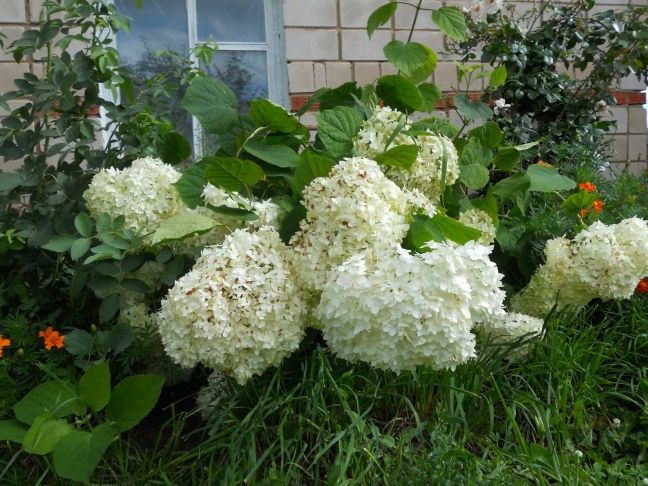 Гортензія садова