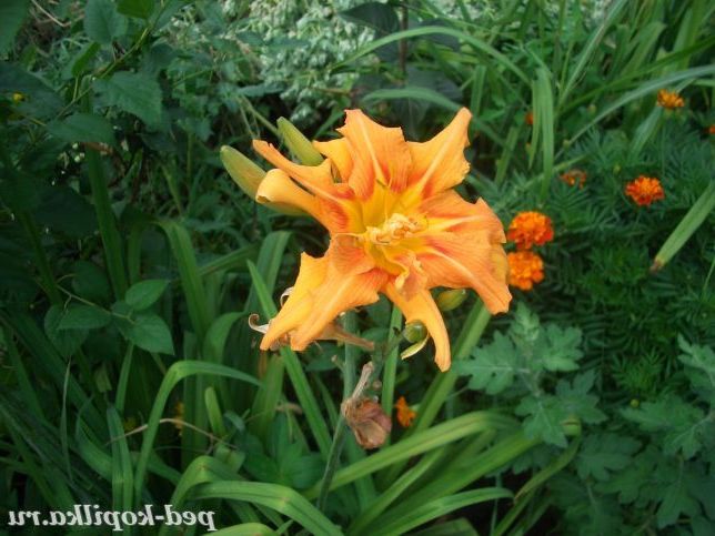 Квіти в нашому саду