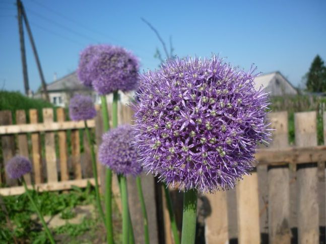 Декоративний лук