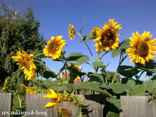 Соняшники