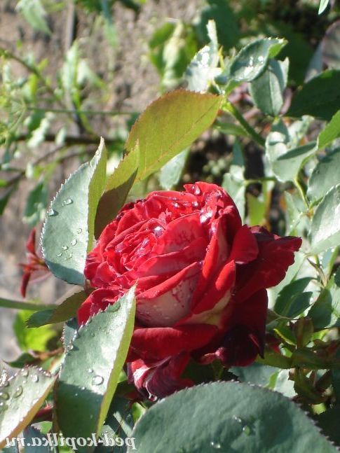 Садова красуня