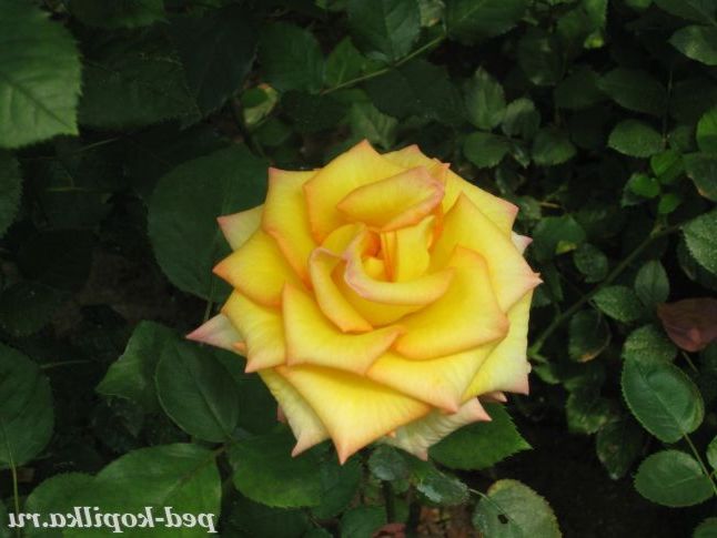 жовті троянди