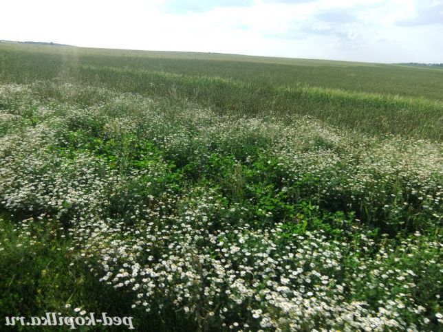 Польові квіти.