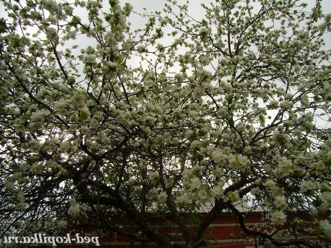 Яблуня цвіте