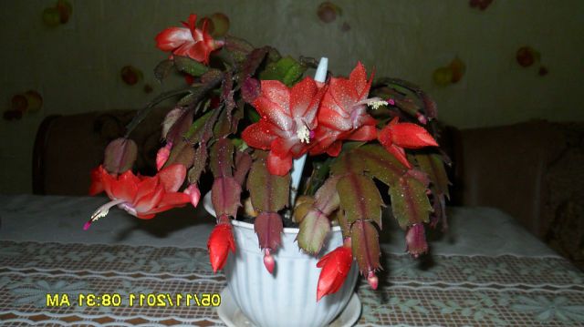 Мої кімнатні квіточки