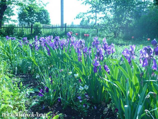 Фіолетове диво