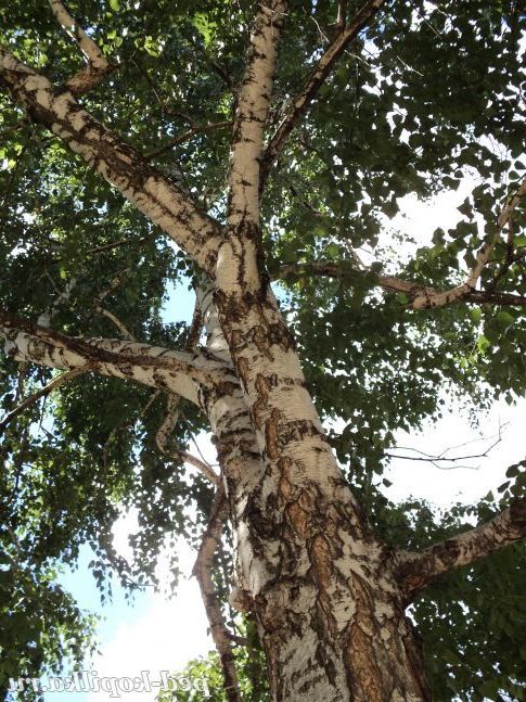 Белоствольная красуня