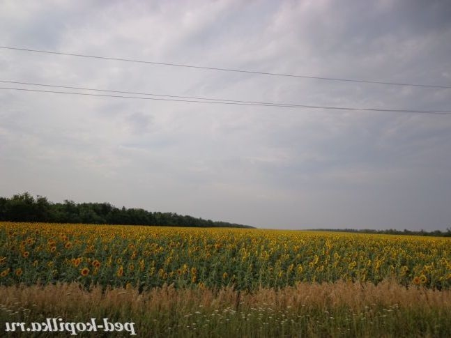 Цвітуть соняшники