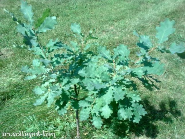 Молодий дубок