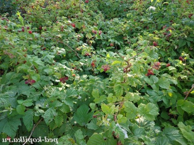 Ягода малинка