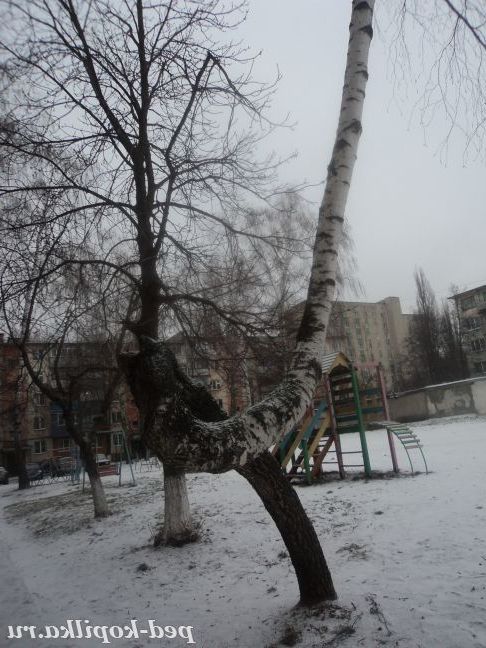 Берізка взимку