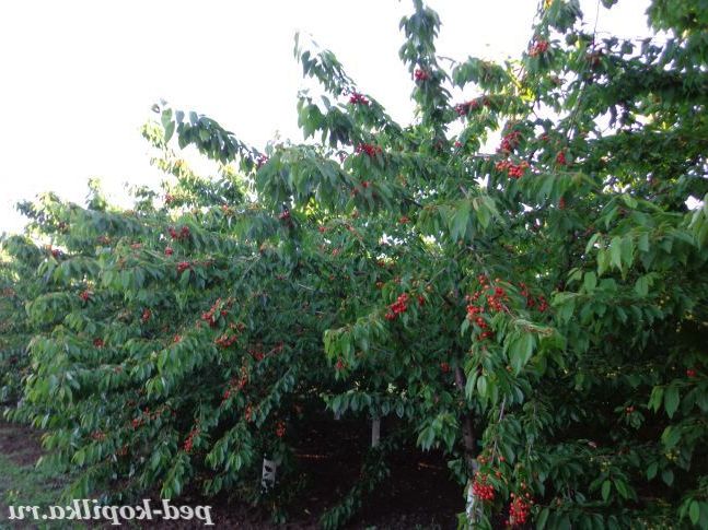 Щедрий урожай