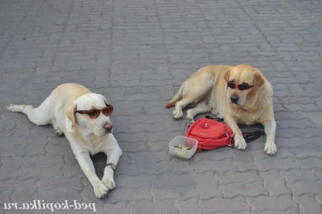 Забавні собачки
