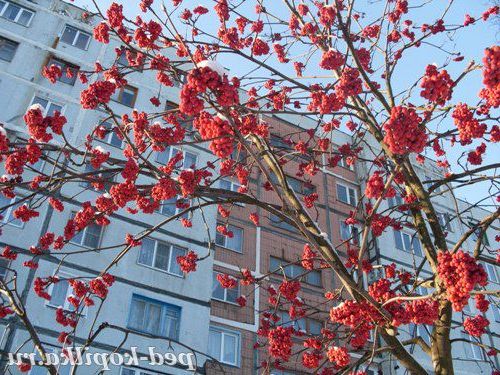 Зимова рябінушка