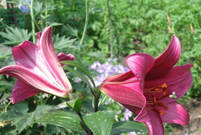 Лілія запашна, дуже-дуже чиста