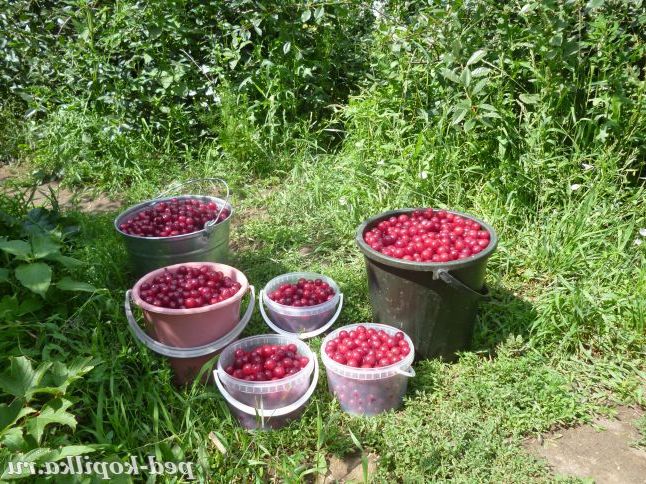 Смачне літо