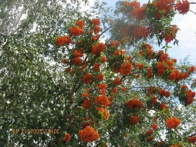 Горобина восени