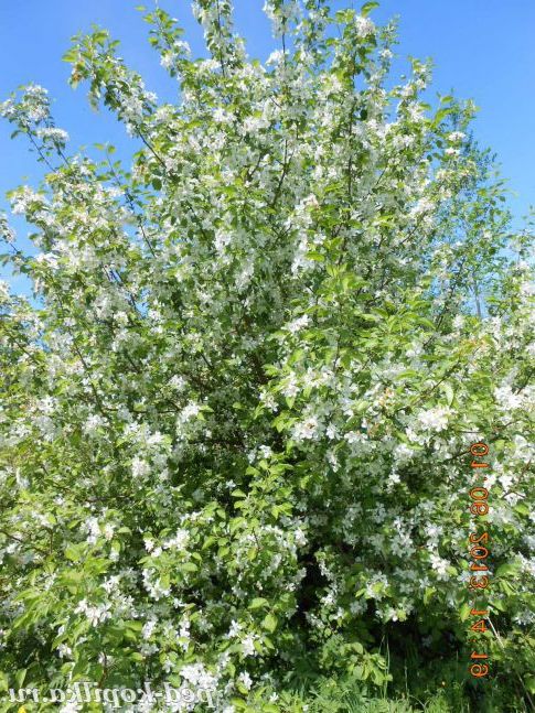 Яблуня цвіте.