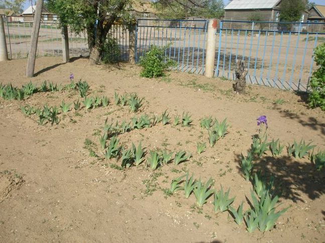 Незвичайна клумба