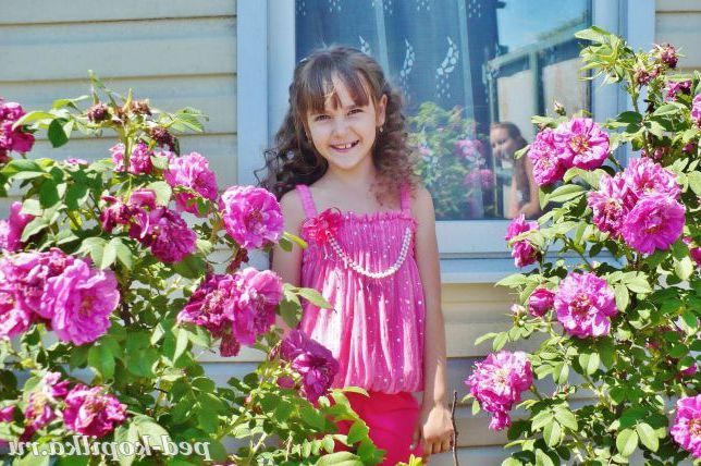 Цвітіння троянди