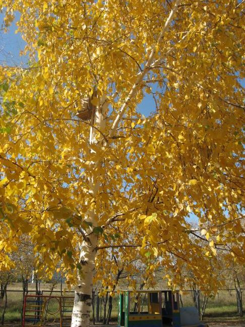 Осіння природа