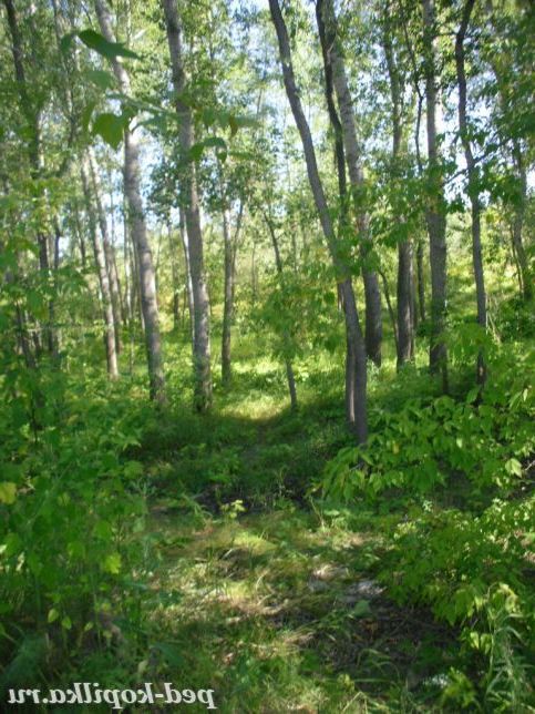 Заплава Іртиша