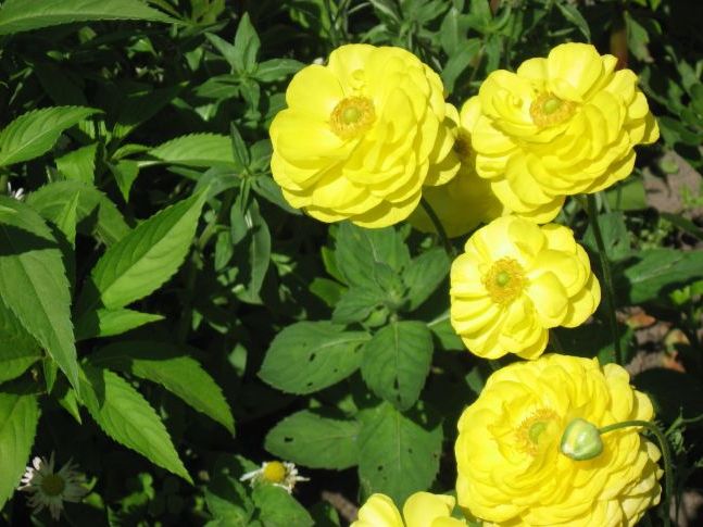 Мої квіти (анемони)