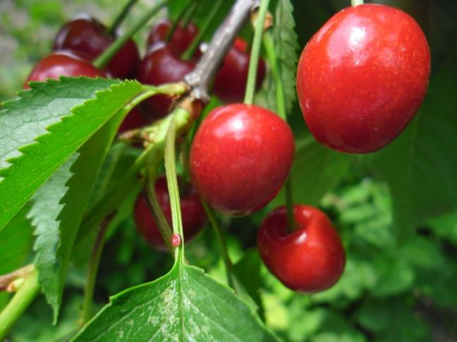 Черешня