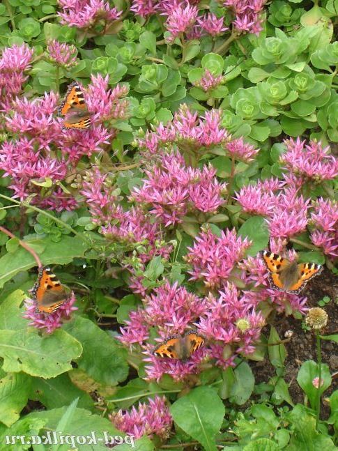 Подивіться, скільки метеликів