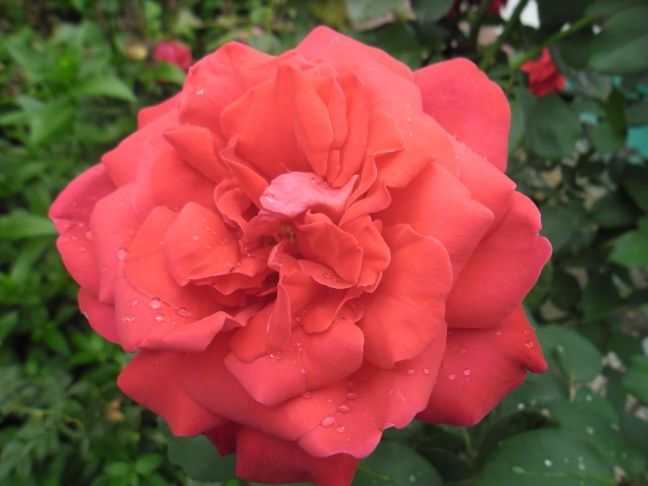 Роза після дощу