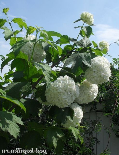 Білі суцвіття гортензії