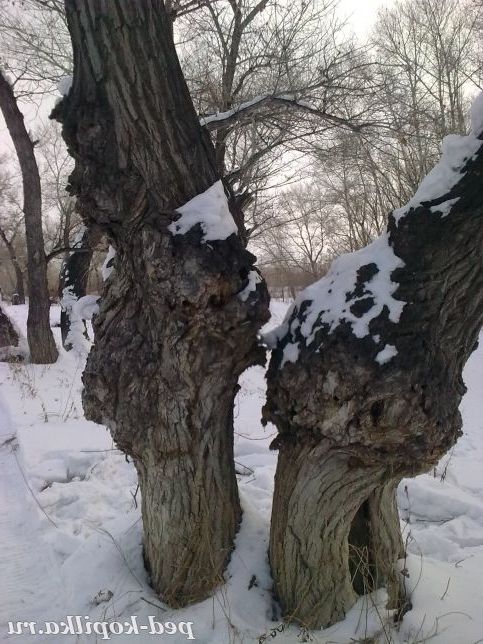 Цілуються дерева