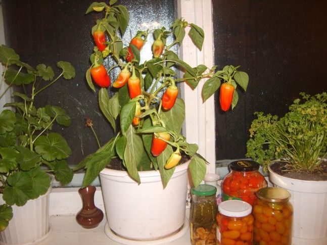 І знову перці