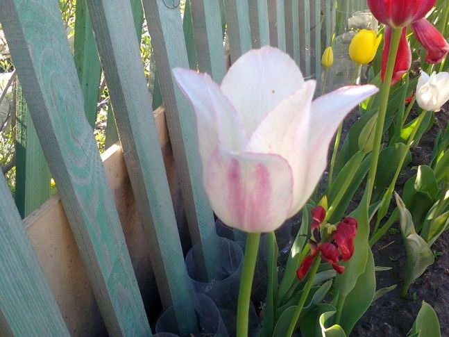 Тюльпани вздовж хвіртки