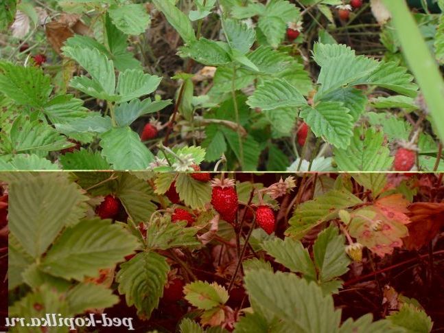 Садова суничка