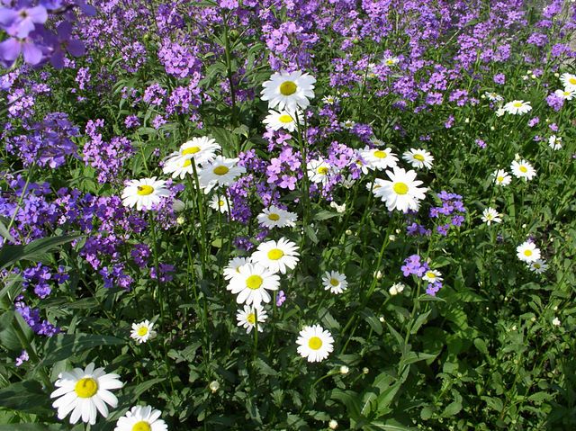 Ромашки в липні