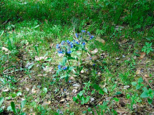 Медуниця. Фото